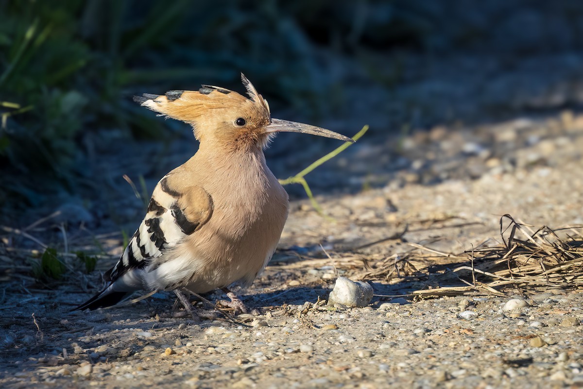 Eurasian Hoopoe - ML618414725