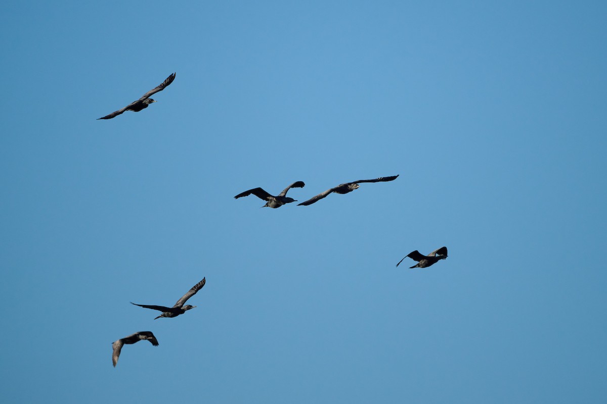 Little Black Cormorant - ML618414733