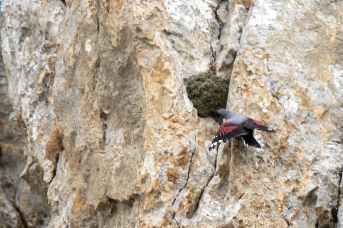 Wallcreeper - ML618414735