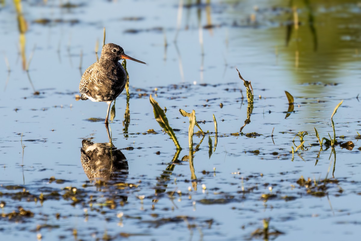 Spotted Redshank - Michael Ortner