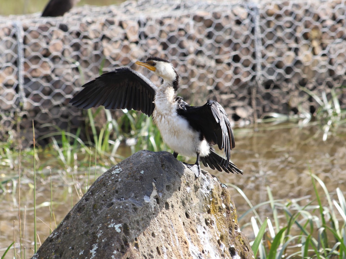 Little Pied Cormorant - ML618414778