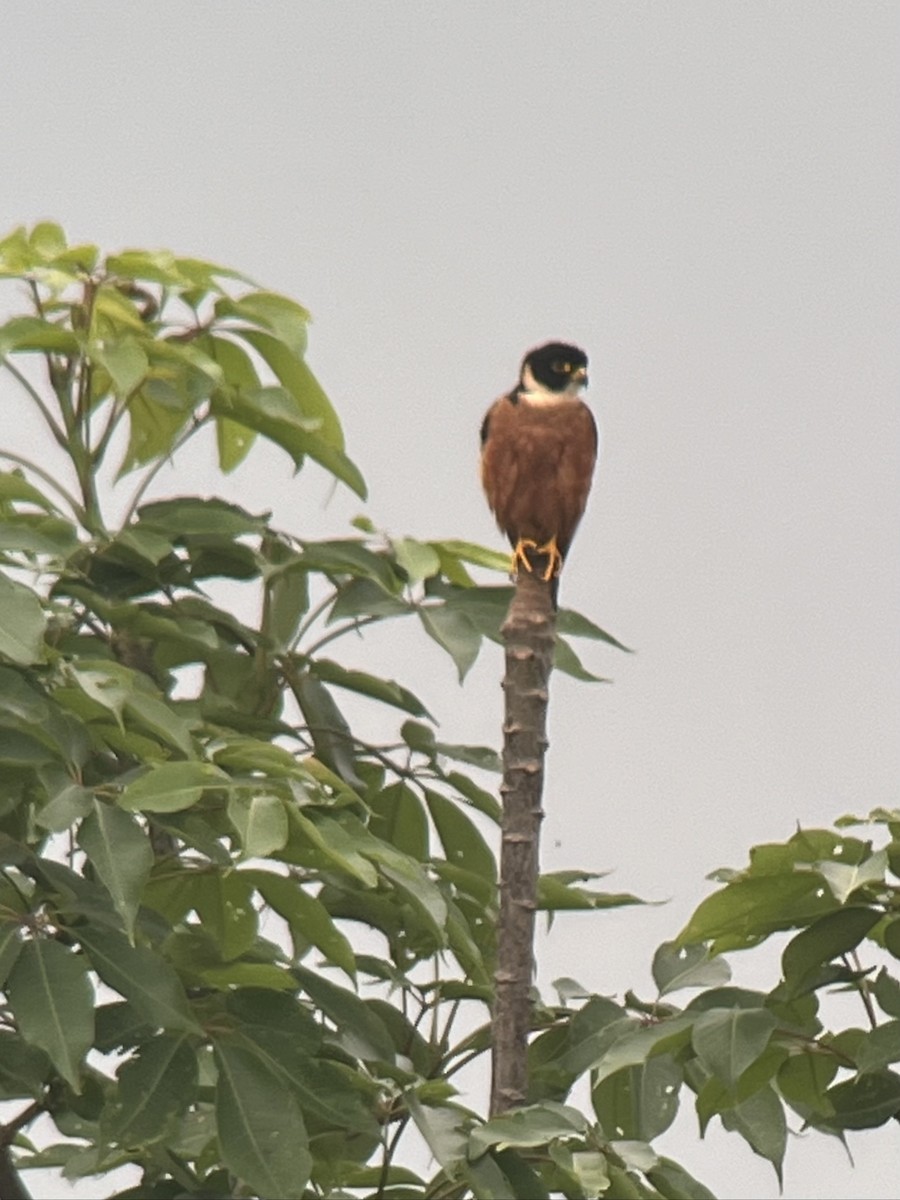 Oriental Hobby - ML618414823