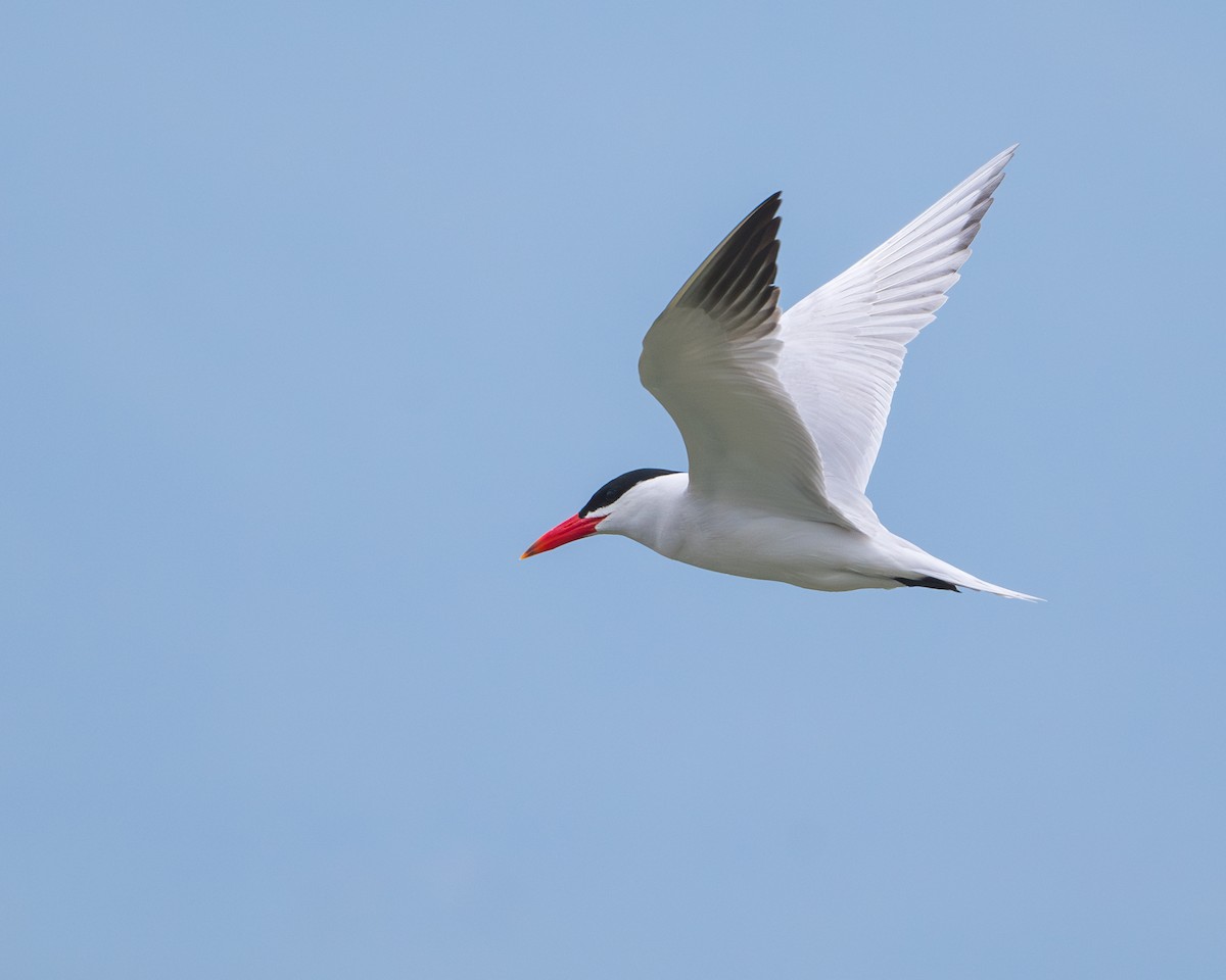 Caspian Tern - ML618414831