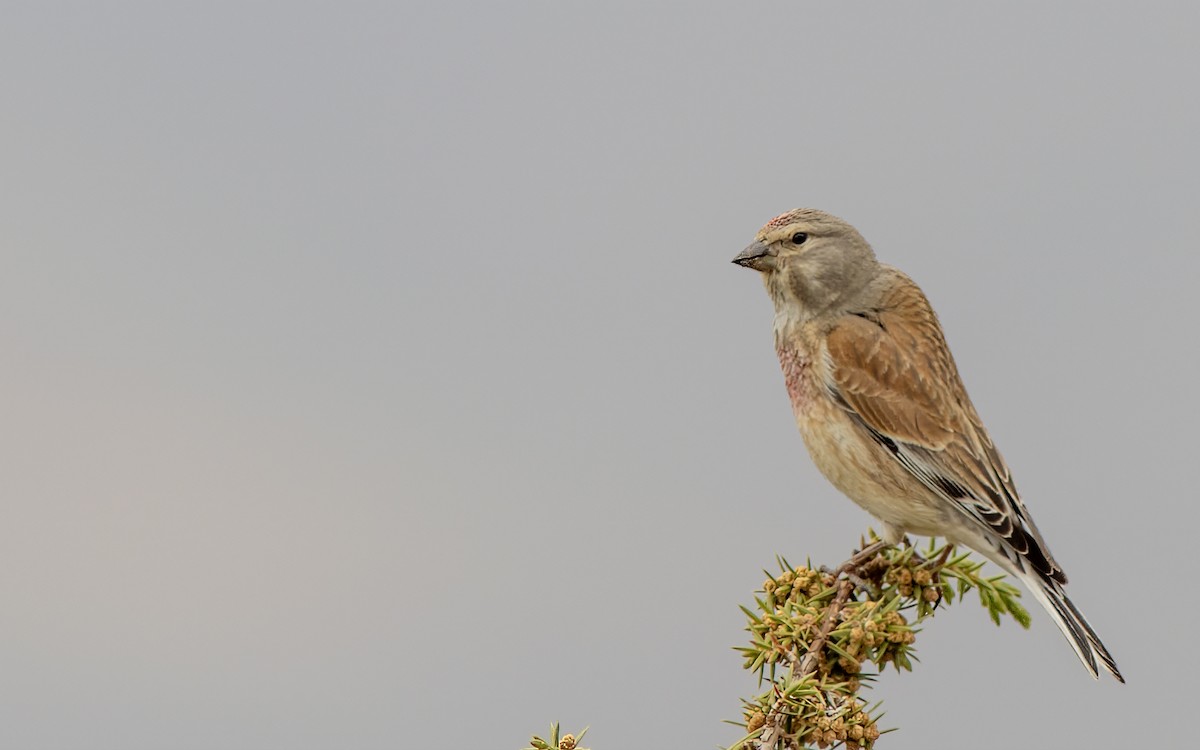 Eurasian Linnet - Volkan Donbaloglu