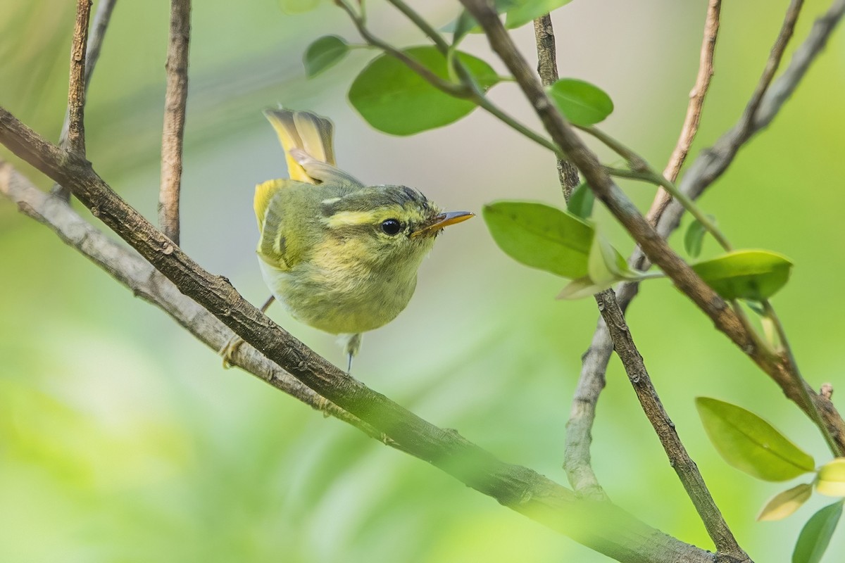 Kloss's Leaf Warbler - ML618414843