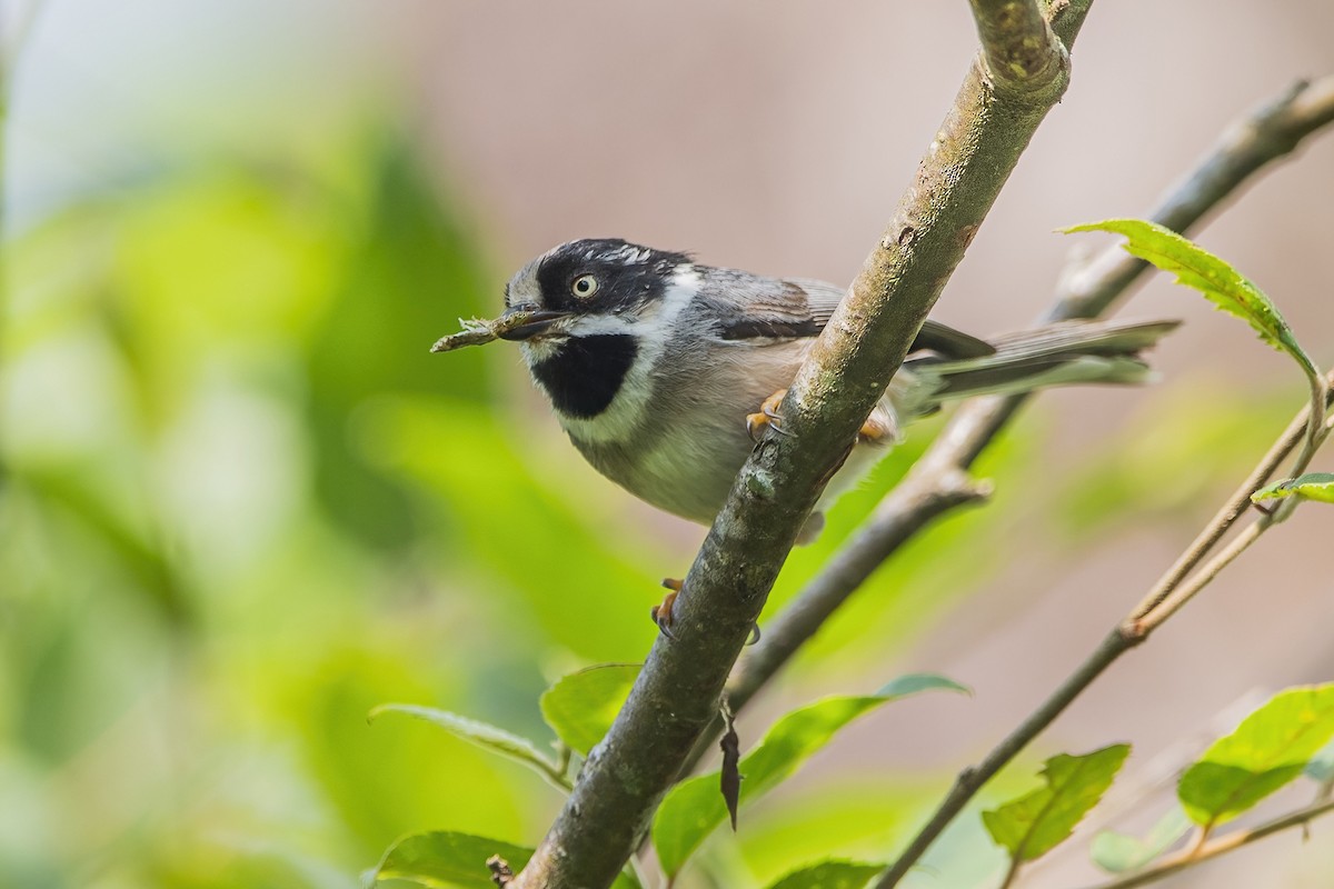 Black-throated Tit - Ngoc Sam Thuong Dang