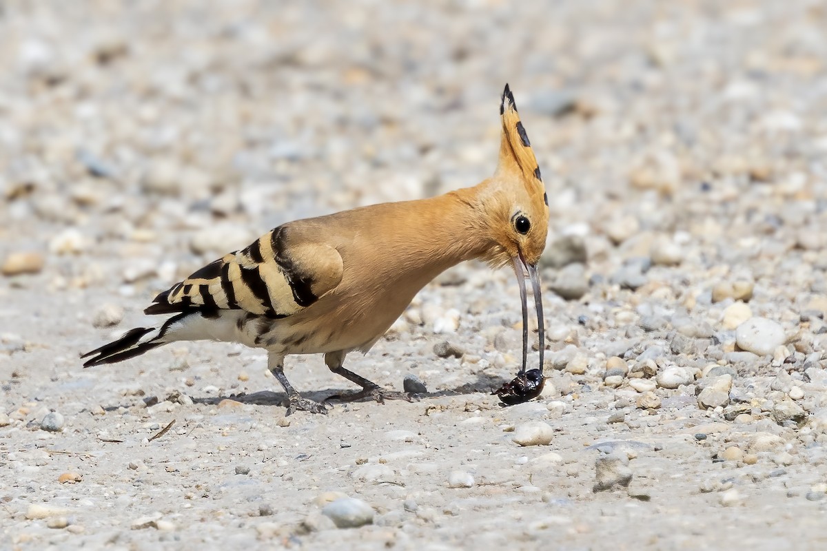 Eurasian Hoopoe - Michael Ortner