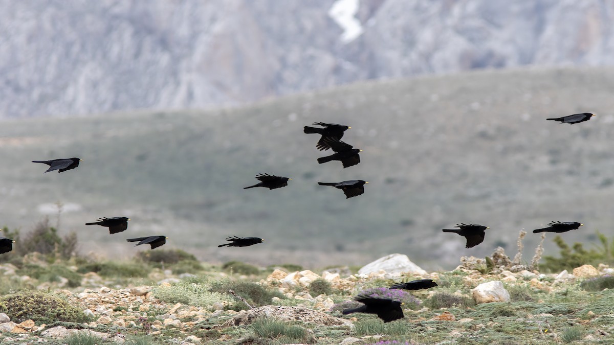 Yellow-billed Chough - ML618414864