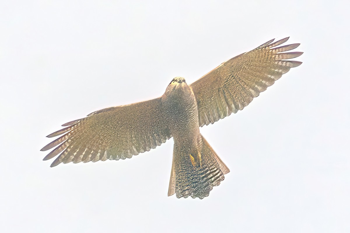 Brown Goshawk - Alfons  Lawen