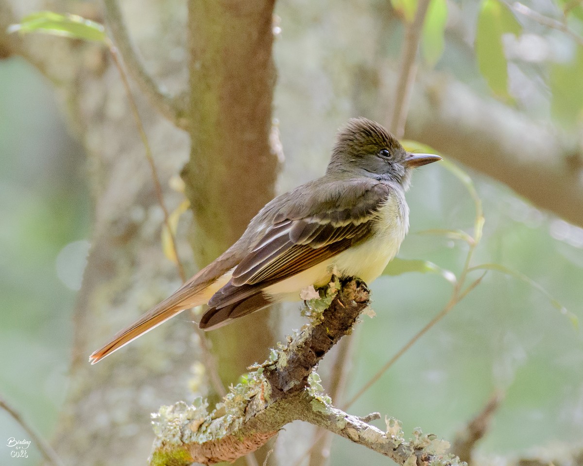 Great Crested Flycatcher - Tyler Sharer