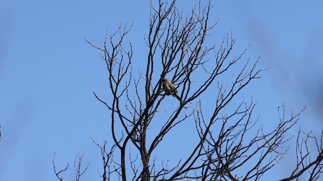 Rufous-necked Wryneck (Rufous-necked) - ML618414954