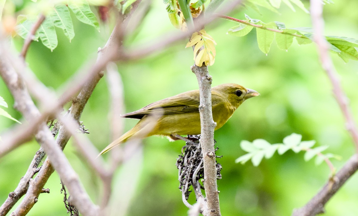 Summer Tanager - Rickey Shive