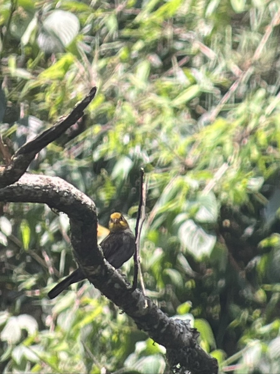 Yellow-rumped Honeyguide - ML618414993