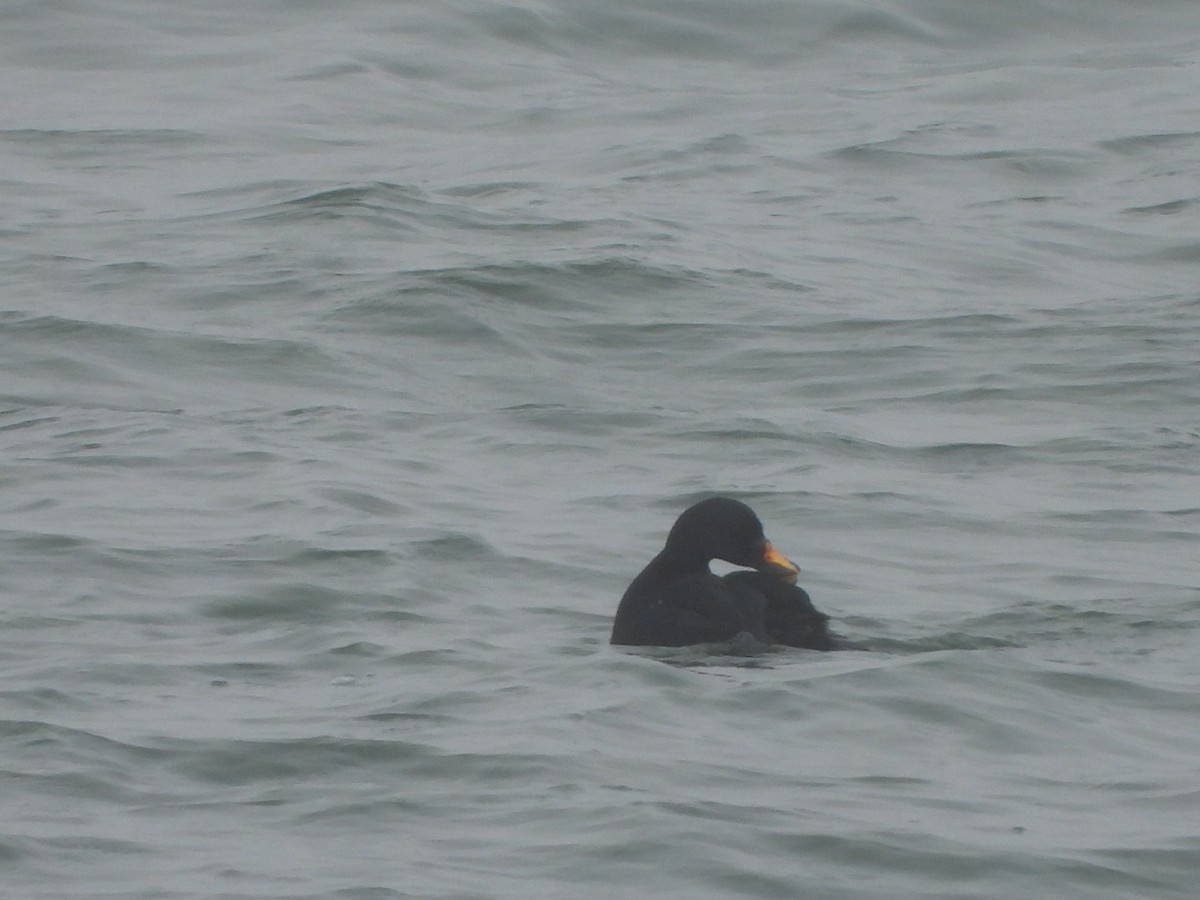 Common Scoter - Monika Czupryna