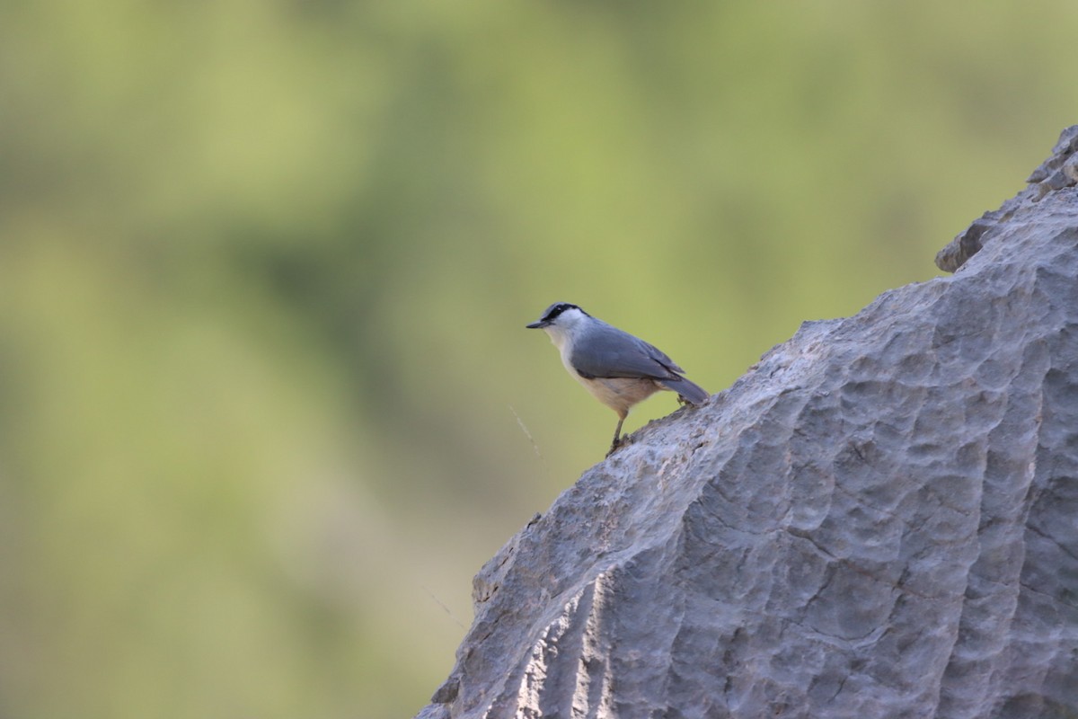 Western Rock Nuthatch - Enej Vrezec