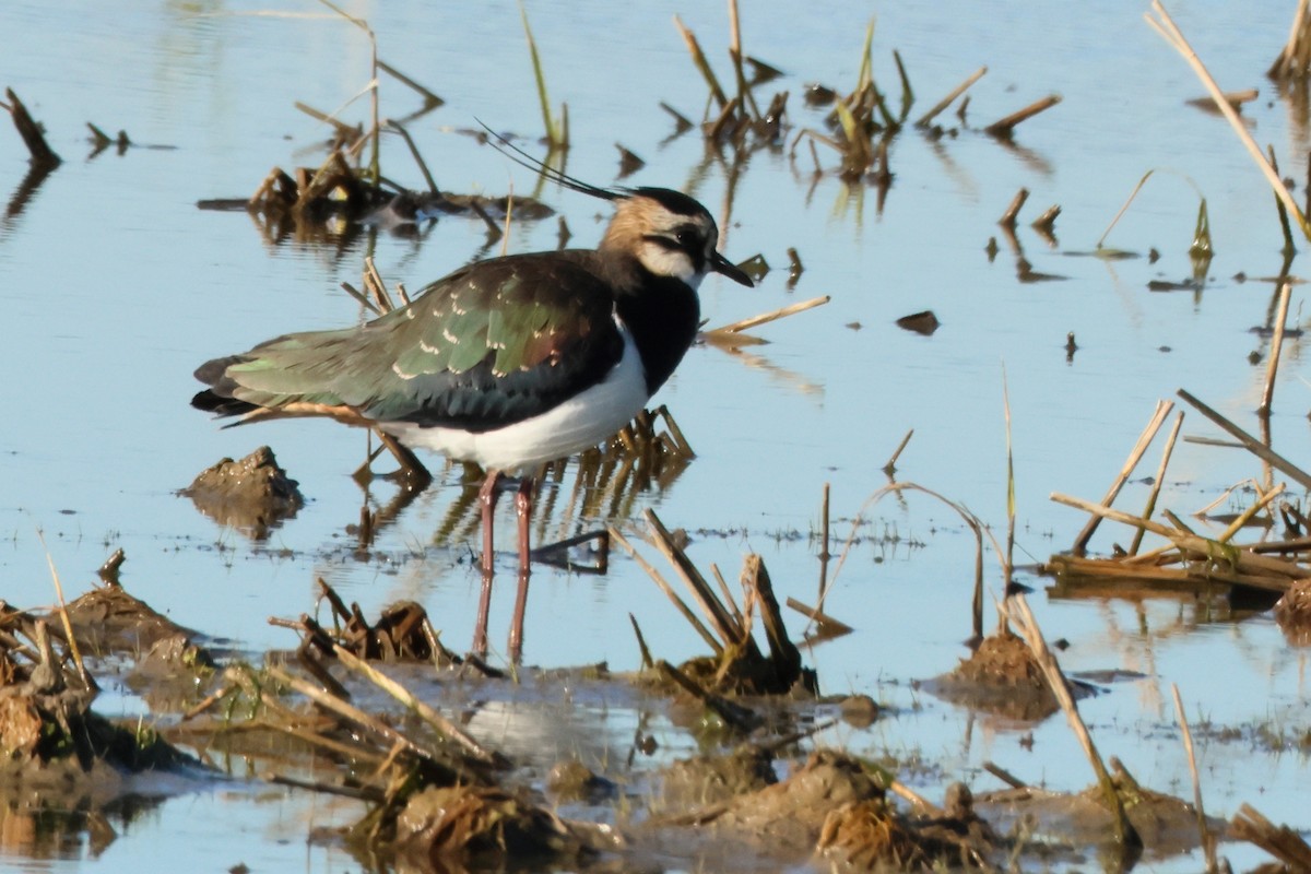 Northern Lapwing - ML618415076