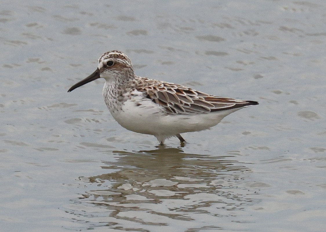 Broad-billed Sandpiper - ML618415125