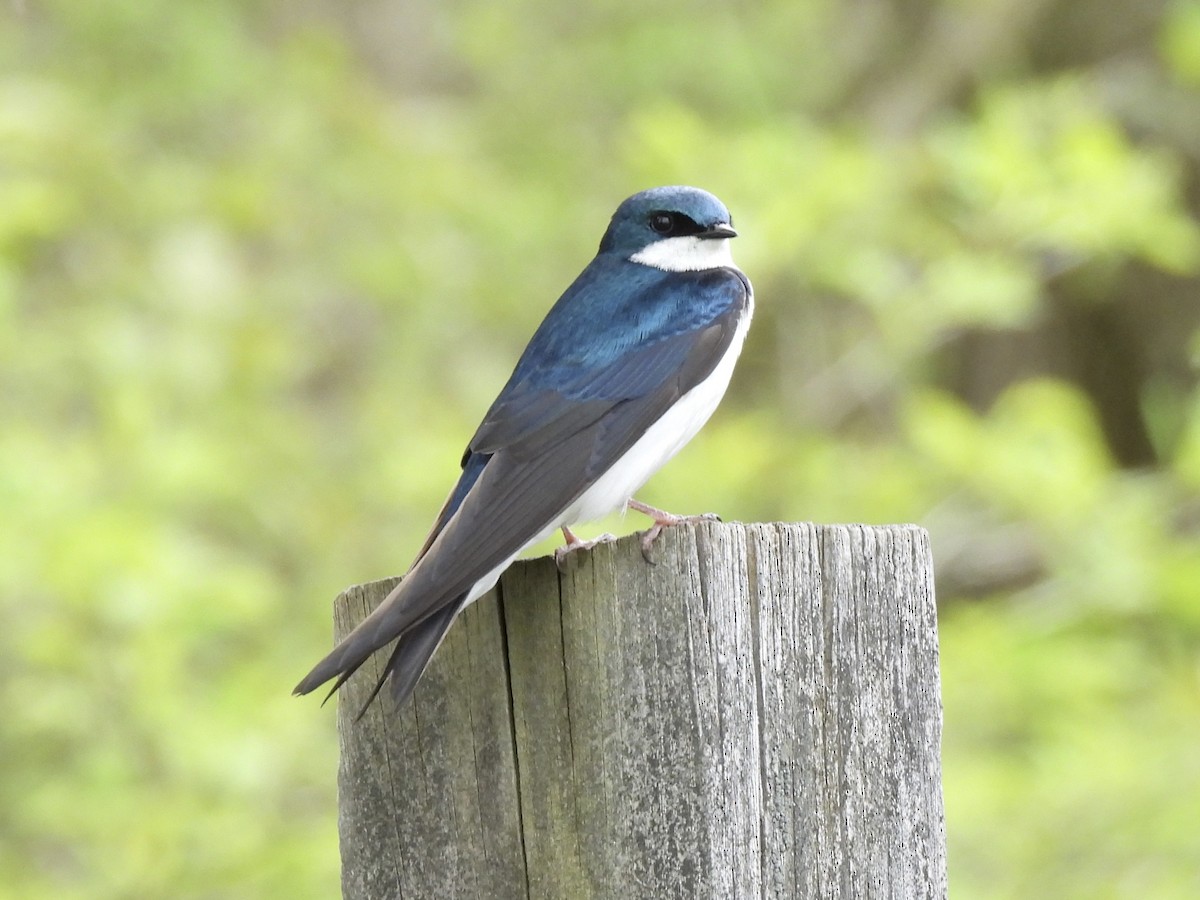 Tree Swallow - ML618415129