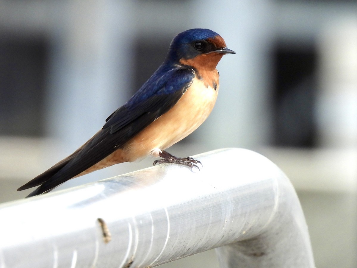 Barn Swallow - nikki bryer-kraft