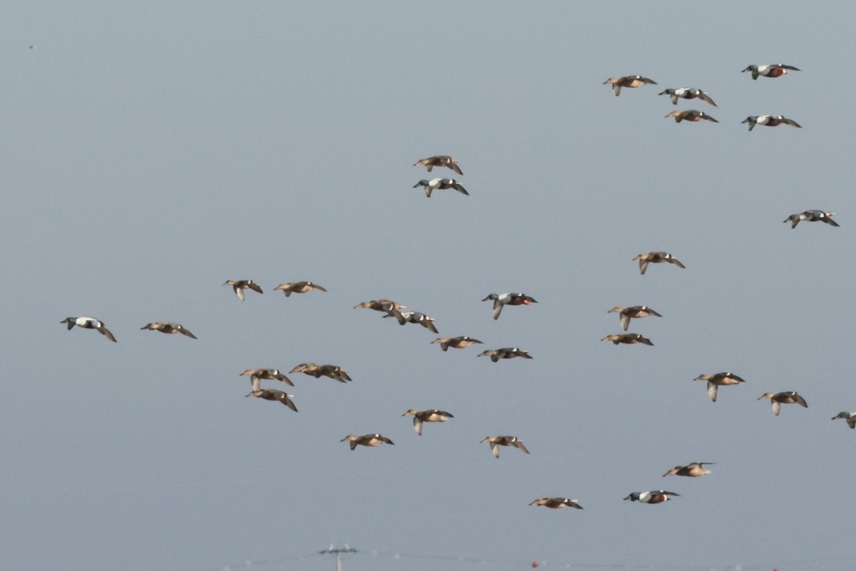 Northern Shoveler - ML618415134