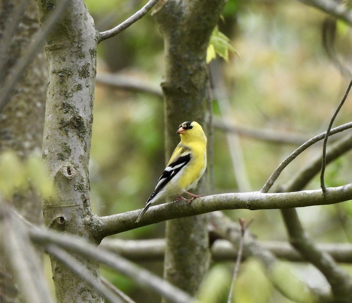 American Goldfinch - ML618415136