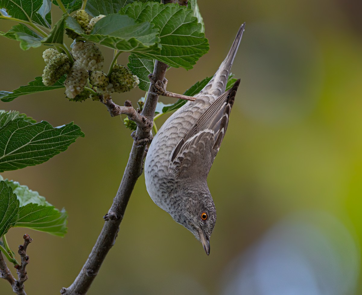 Barred Warbler - ML618415147