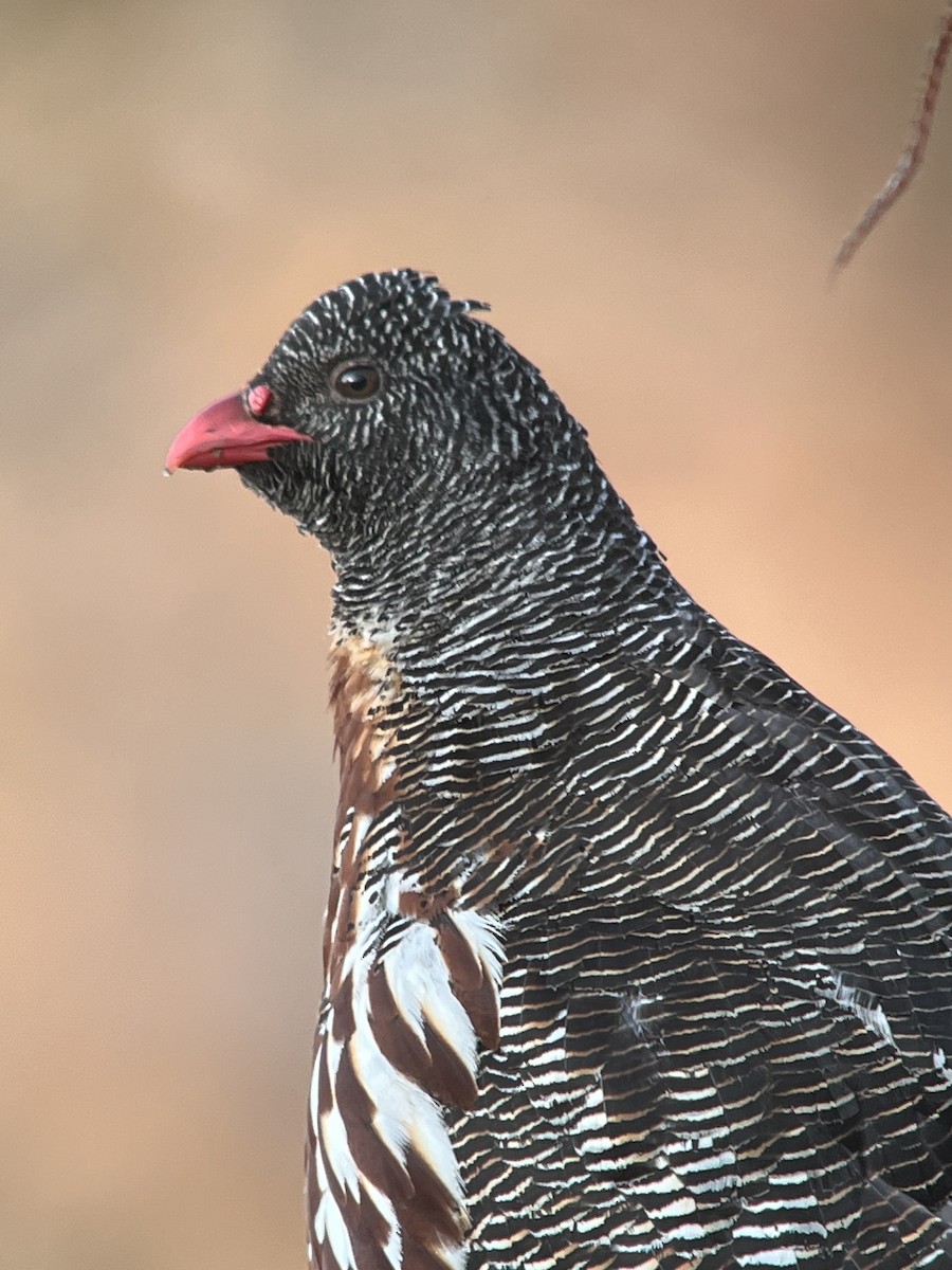 Snow Partridge - ML618415151