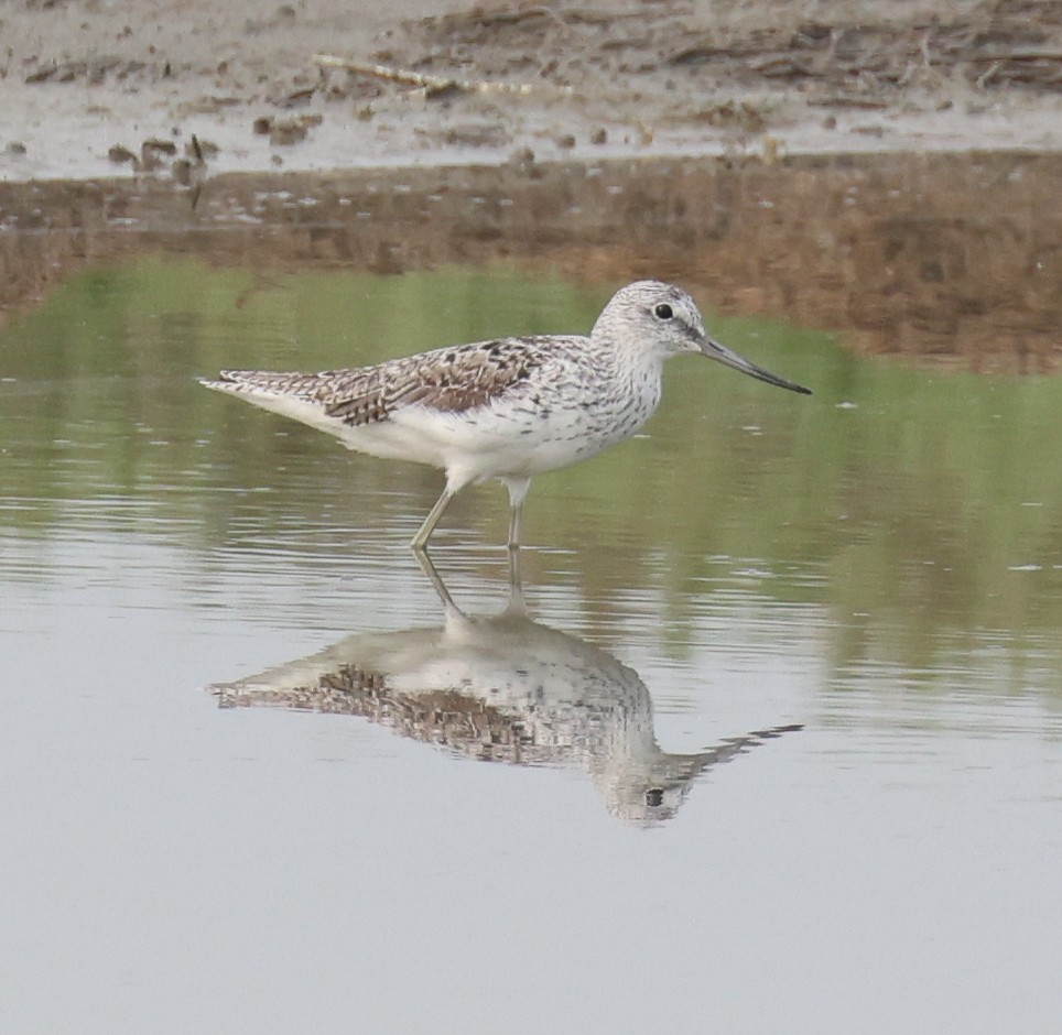 Common Greenshank - ML618415154