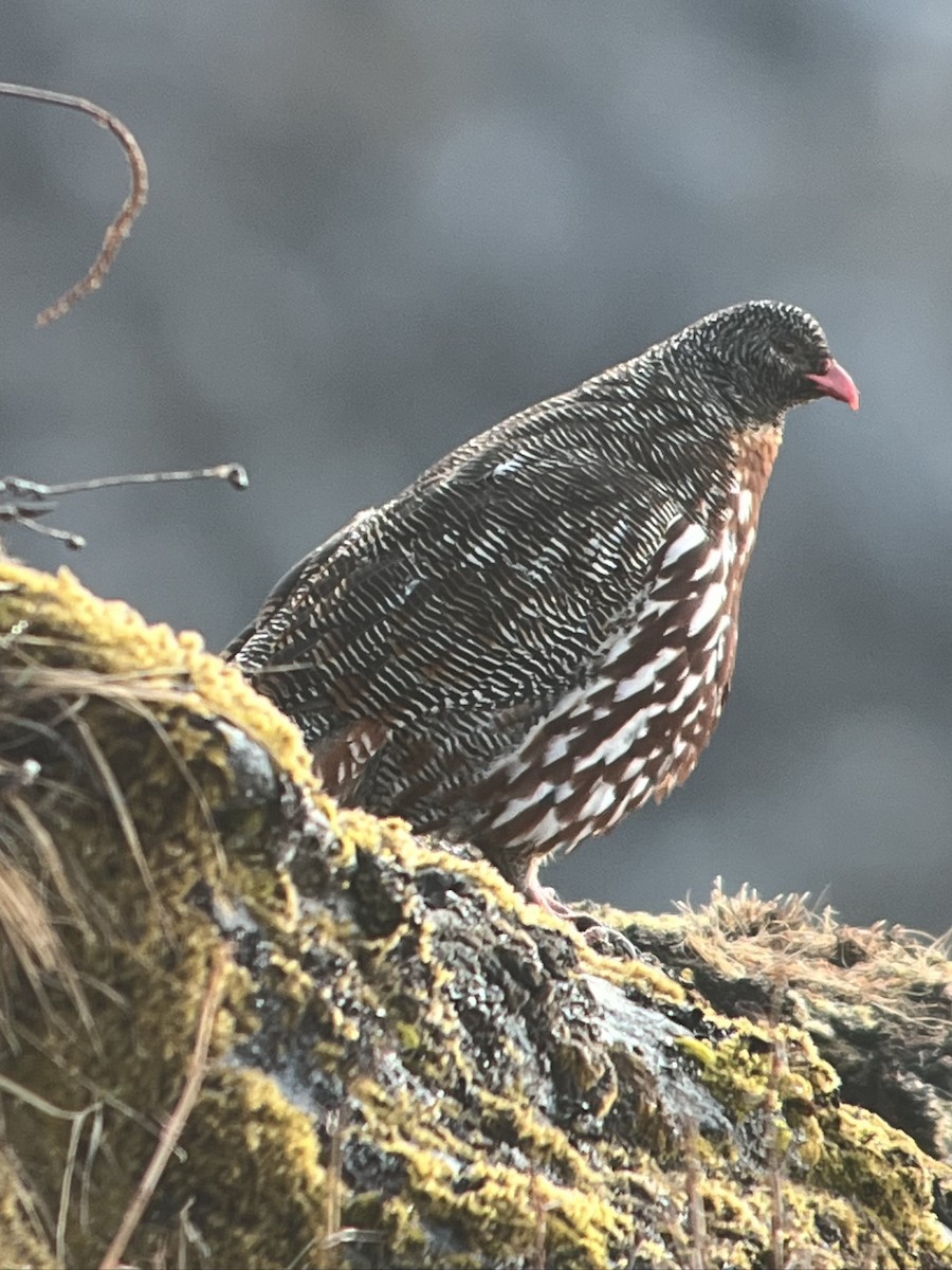 Snow Partridge - ML618415163