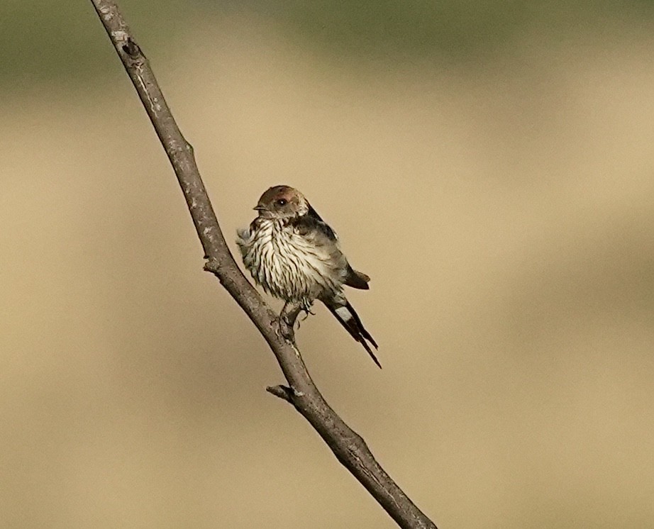 Golondrina Cabecirrufa - ML618415168