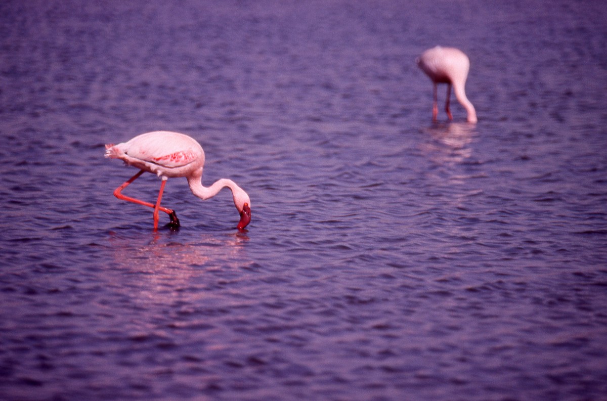 Lesser Flamingo - Jonathan Boucher