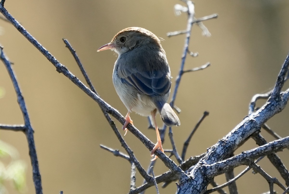 Rock-loving Cisticola - Anthony Schlencker