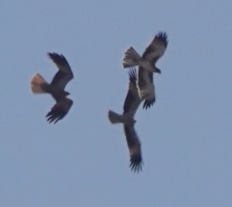 Little Eagle - ML618415174