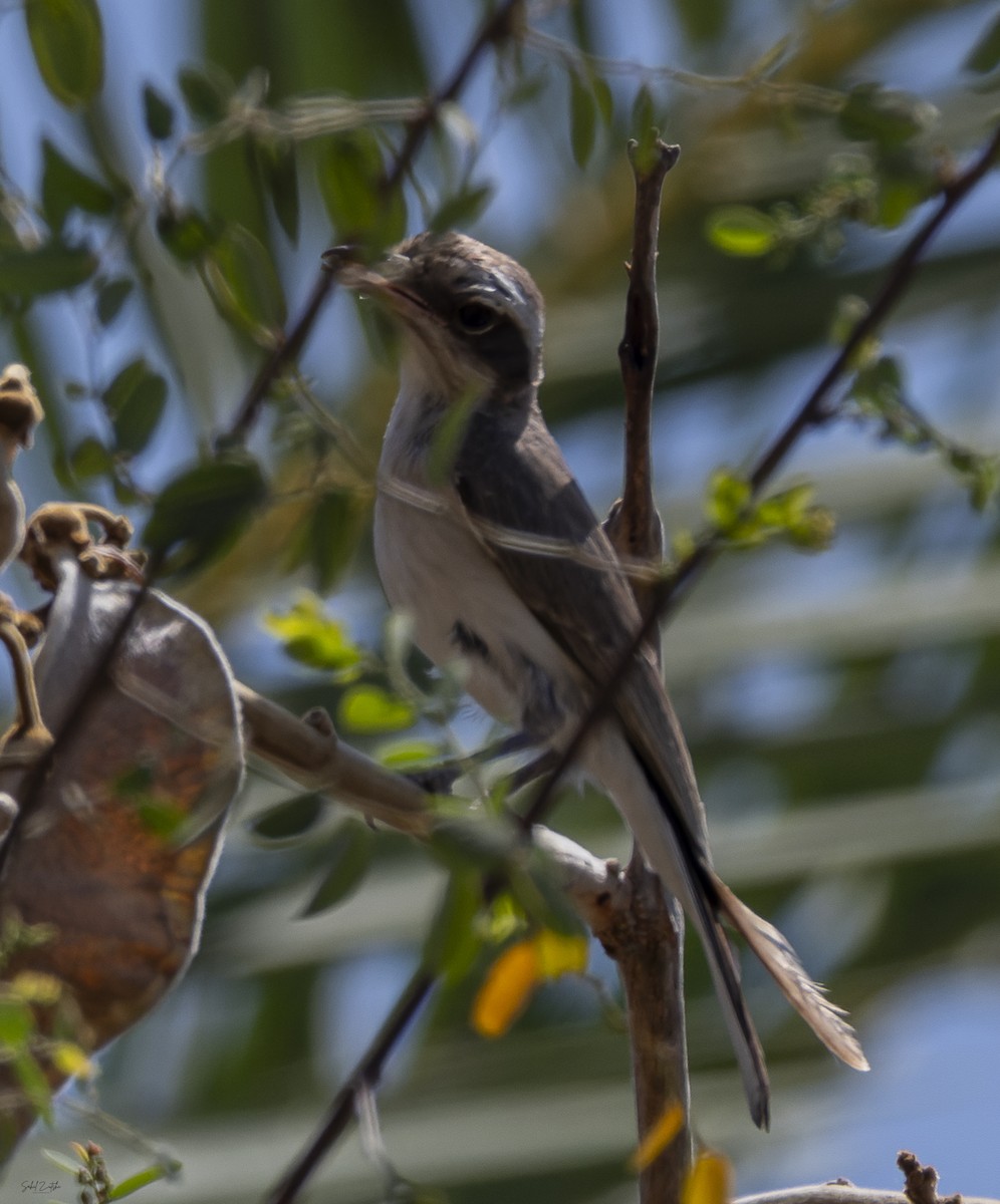 Common Woodshrike - ML618415175