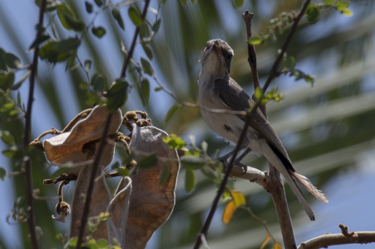 Common Woodshrike - ML618415176