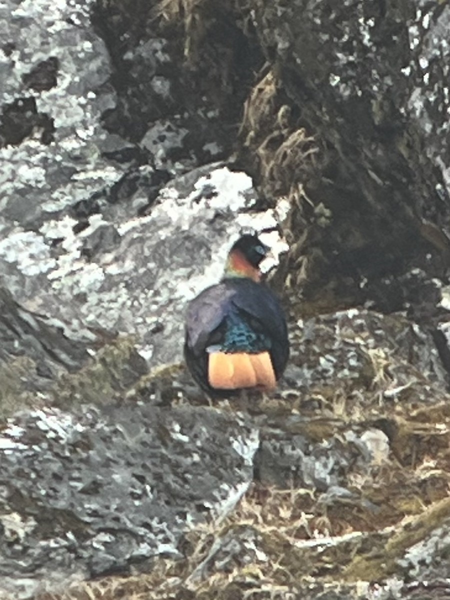 Himalayan Monal - ML618415178