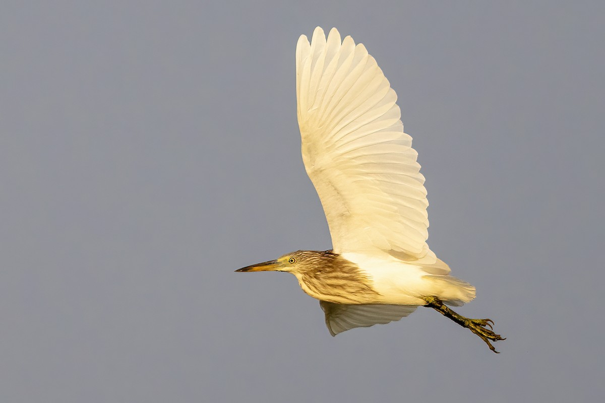 Javan Pond-Heron - ML618415198