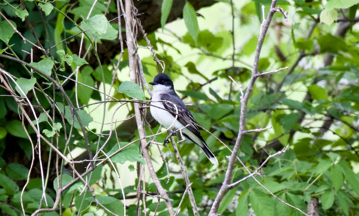 Eastern Kingbird - ML618415200