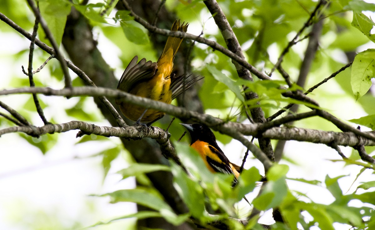 Baltimore Oriole - ML618415214