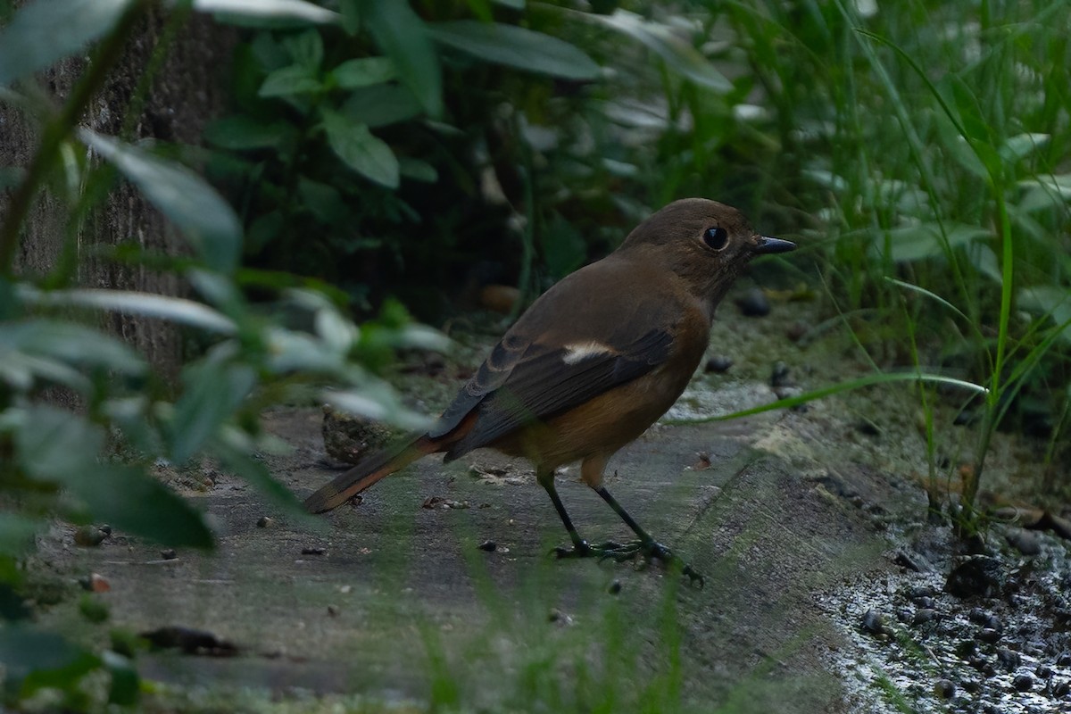 Daurian Redstart - Big Boi Big Bird