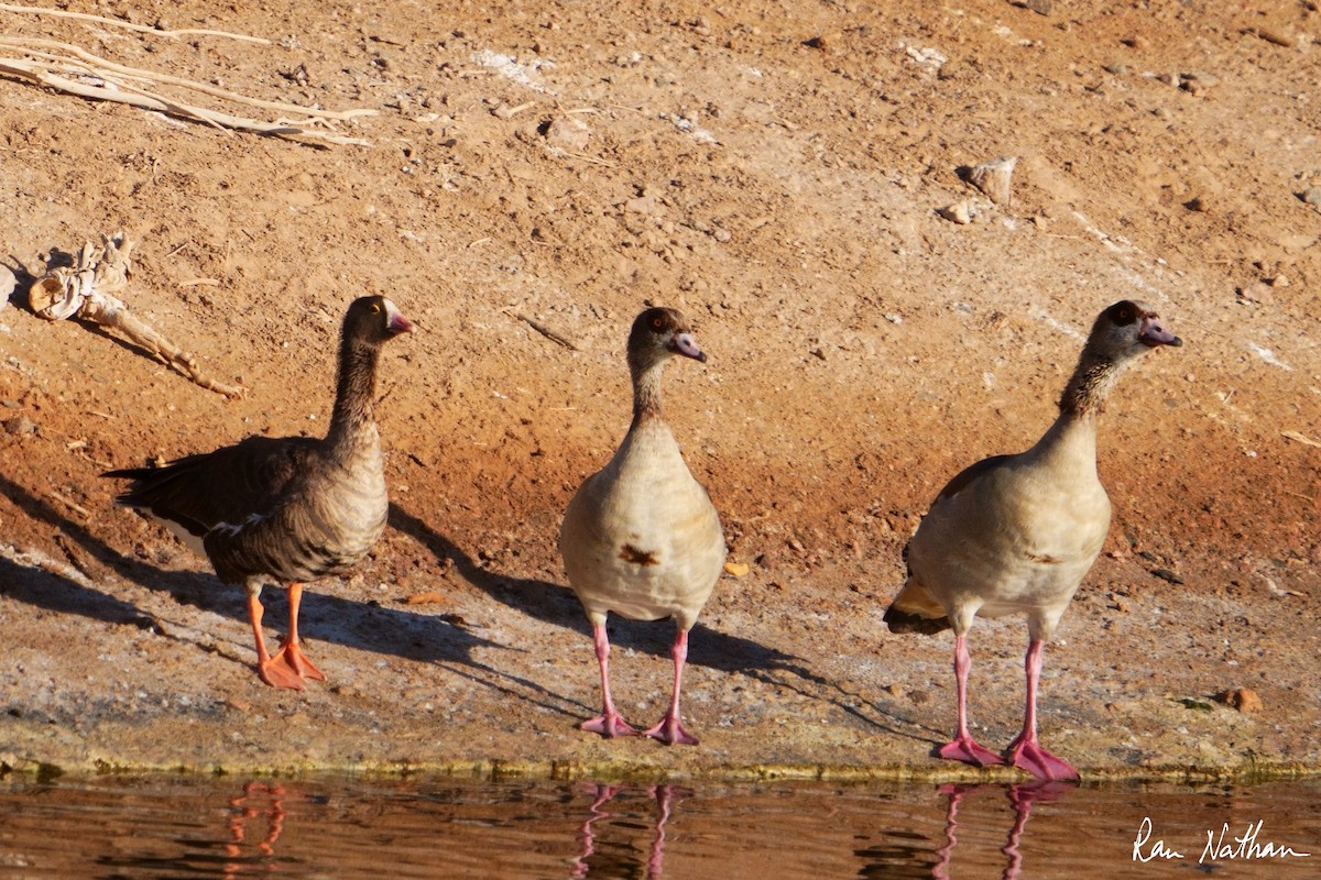 Egyptian Goose - ML618415244