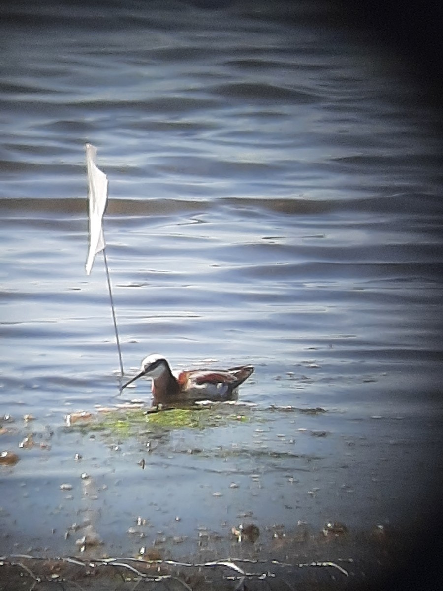 Wilson's Phalarope - Hazem Alkhan