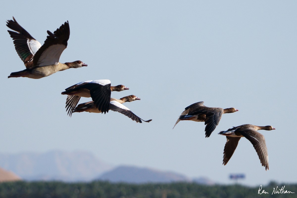 Egyptian Goose - ML618415260