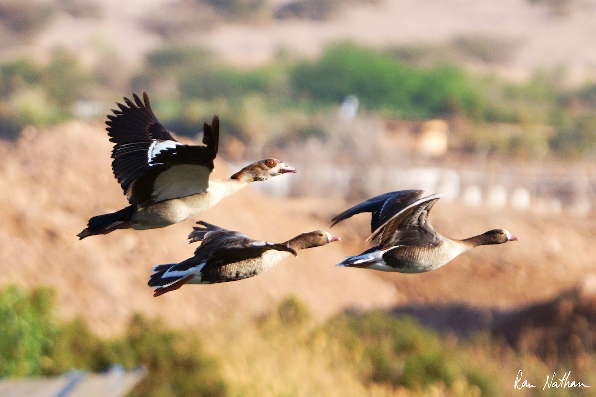 Egyptian Goose - ML618415262