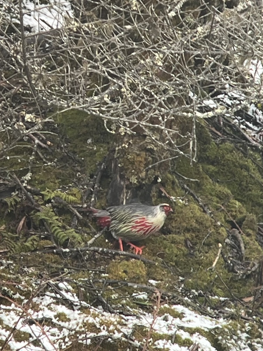 Blood Pheasant - ML618415264