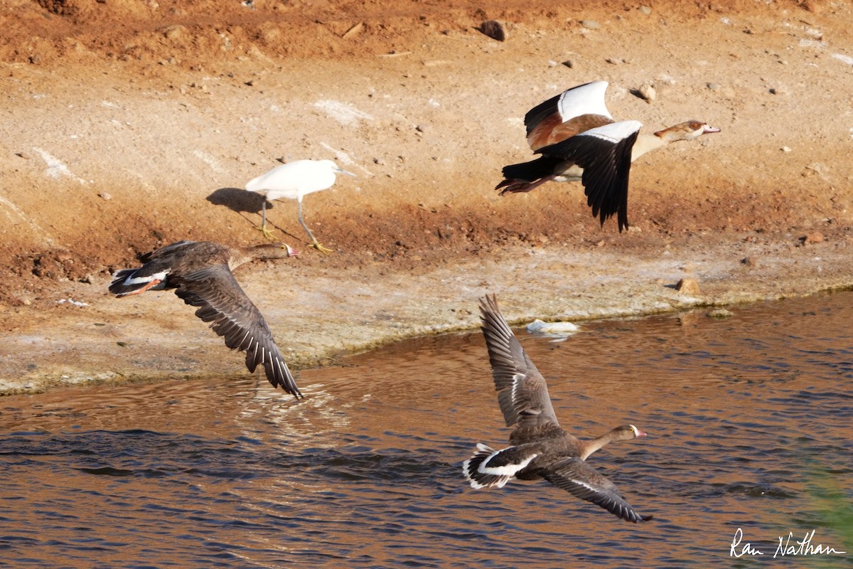 Egyptian Goose - ML618415265