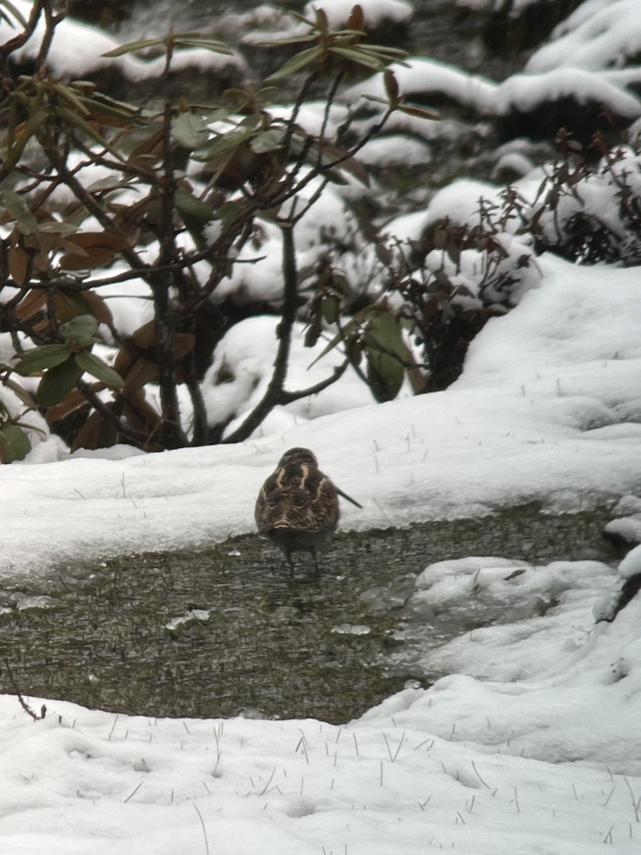 Solitary Snipe - ML618415273