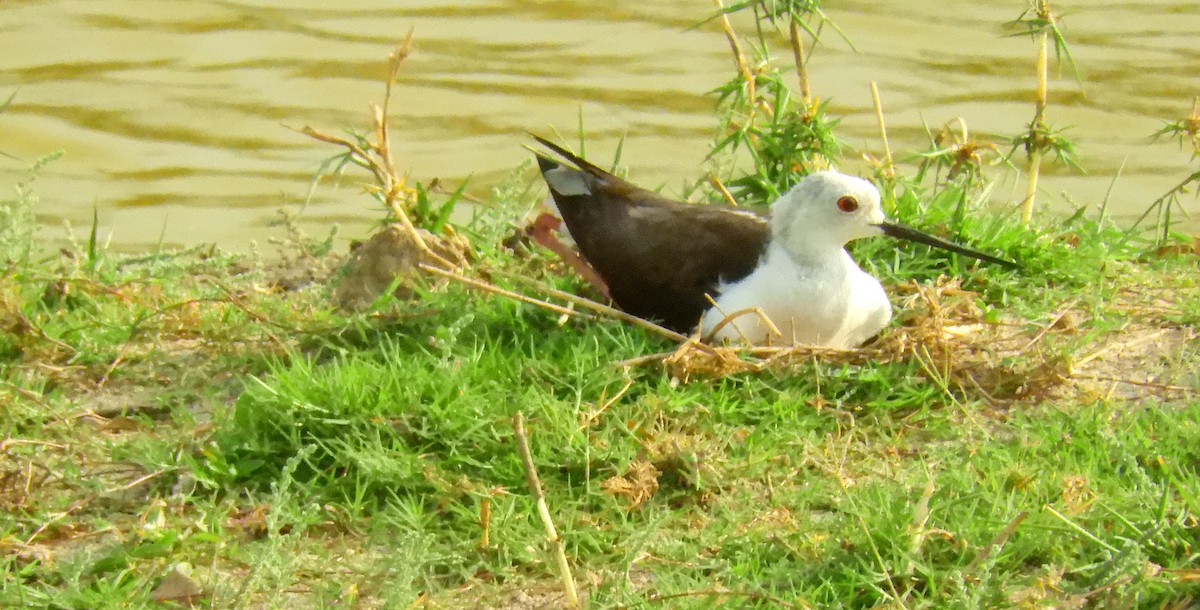 Black-winged Stilt - ML618415275