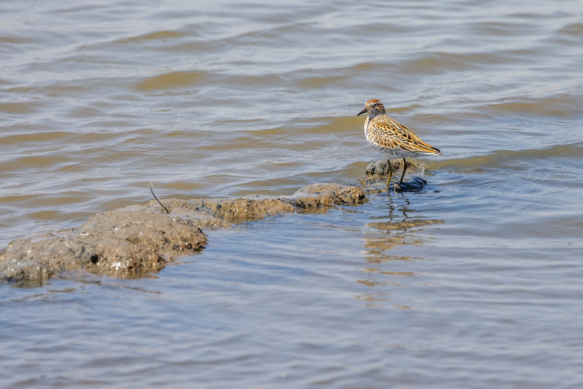 Sharp-tailed Sandpiper - ML618415278