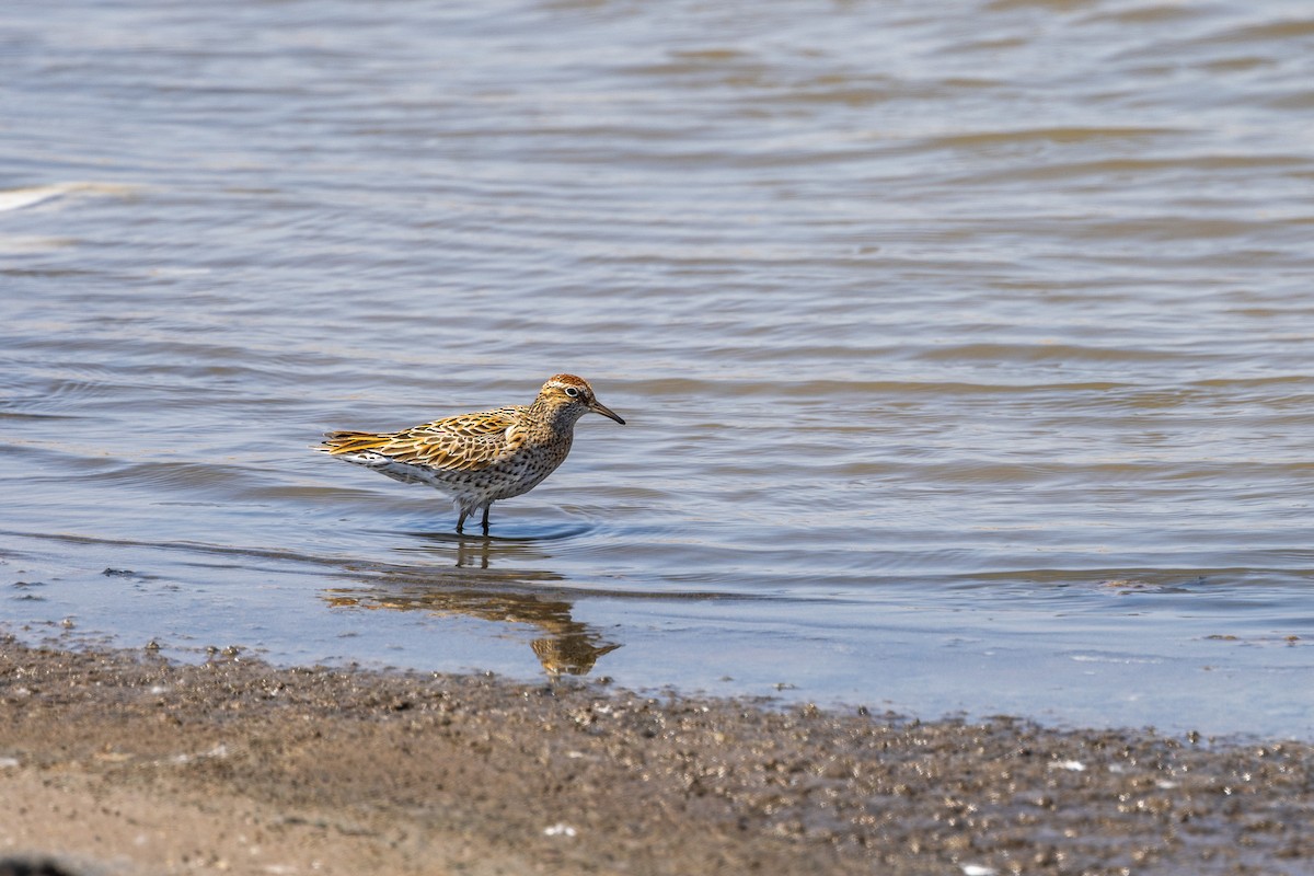 Sharp-tailed Sandpiper - ML618415279